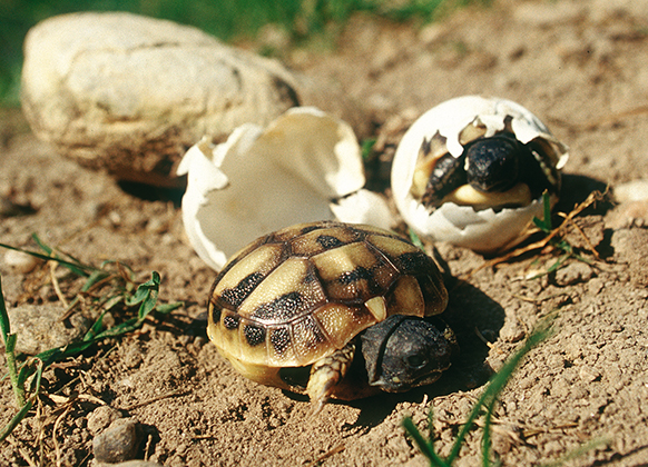 gerade geschlüpfte Babyschildkröten