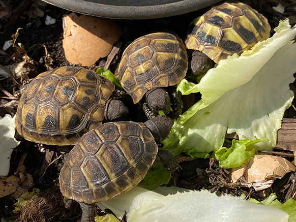 Babyschildkröten