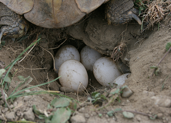 Schildkrötennest